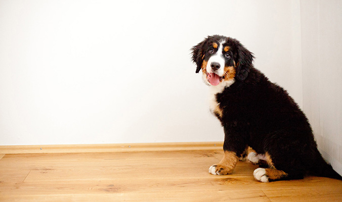 Hundefoto hundefotoshooting hundeportrait